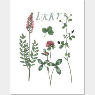 Irish Clover Botanical Illustration wit Text Posters and Art